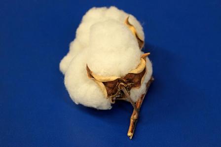 河内木綿の苗植え体験